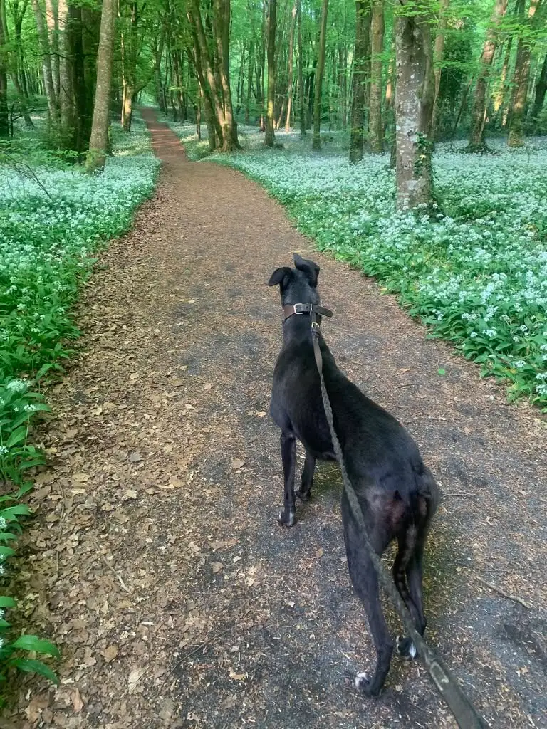A black greyhound walking along a woodland path through wild garlic