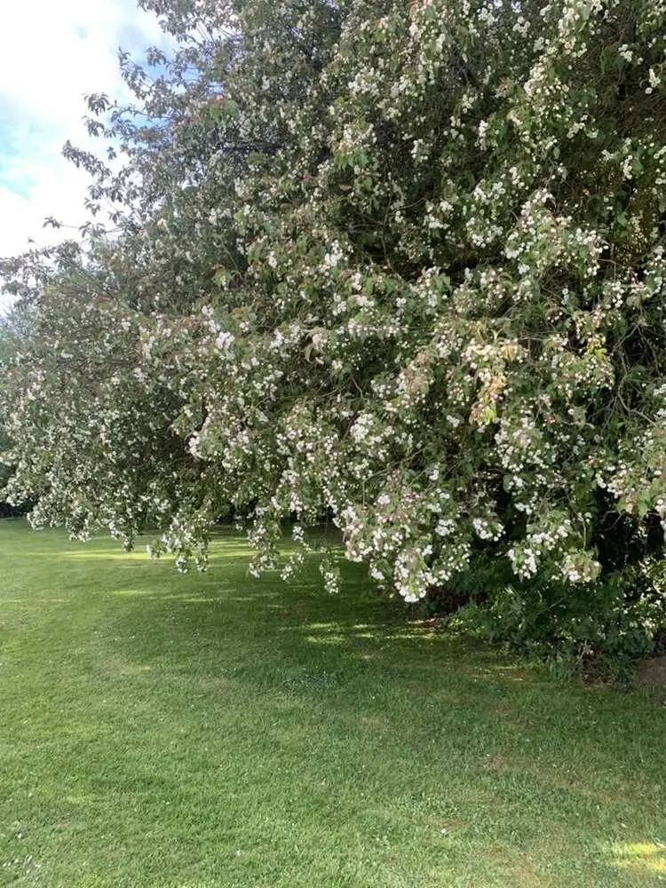 The grounds in blossom