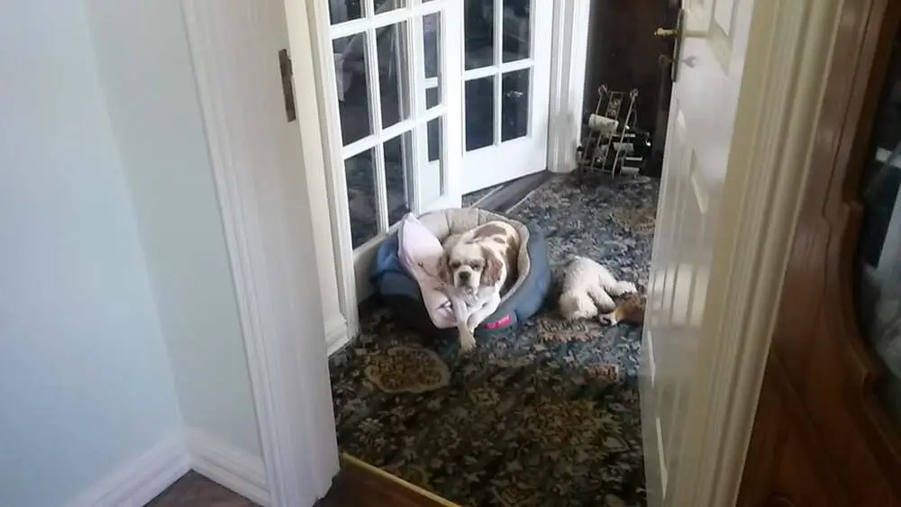 A home-boarding guest relaxing indoors