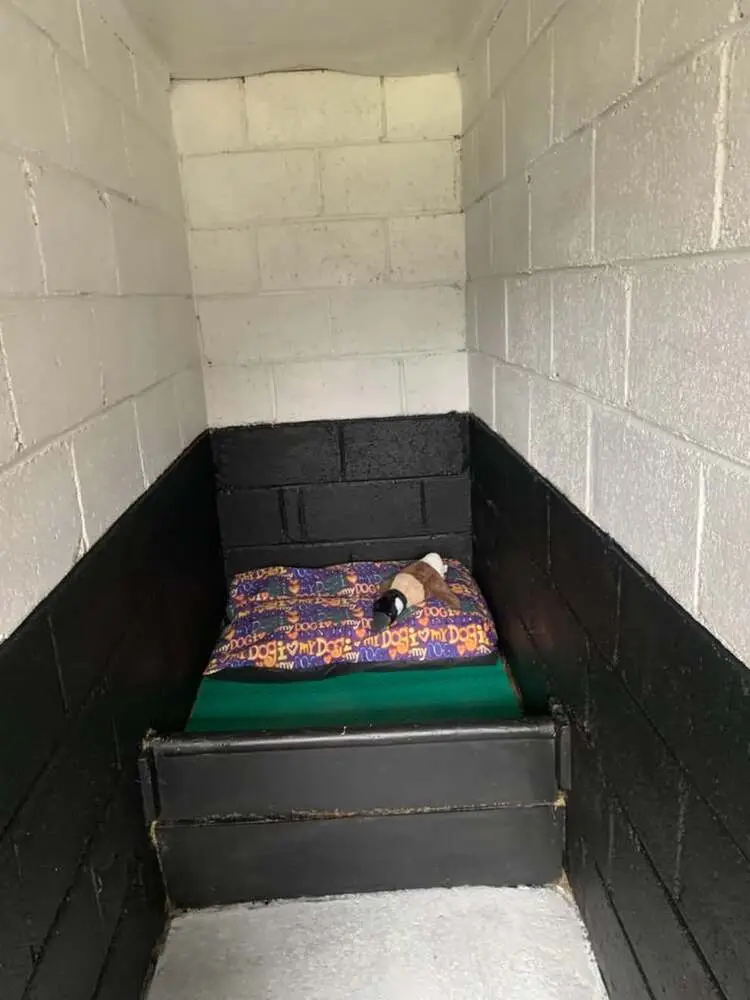 An individual kennel at Skeldale